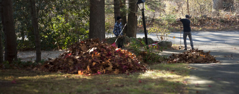 Two male gardeners raking piles of autumn leaves in park