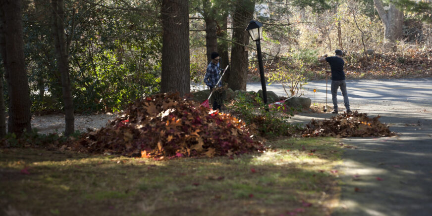 Two male gardeners raking piles of autumn leaves in park Two male gardeners raking piles of autumn leaves in park
